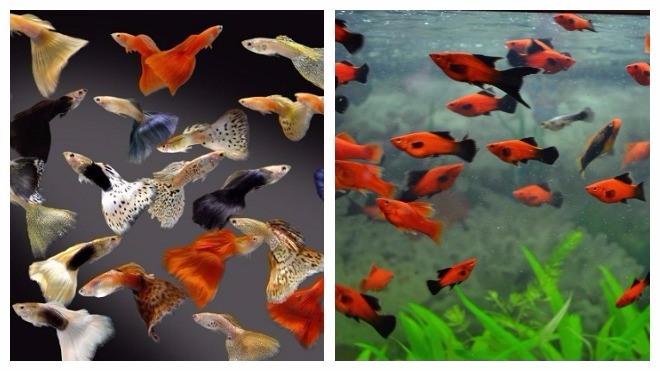 популярные виды аквариумных рыбок 