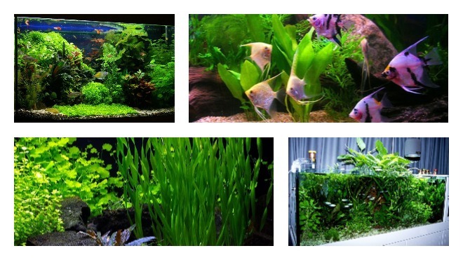 аквариумные растения 