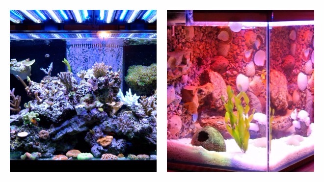 оптимальный уровень света в аквариуме 