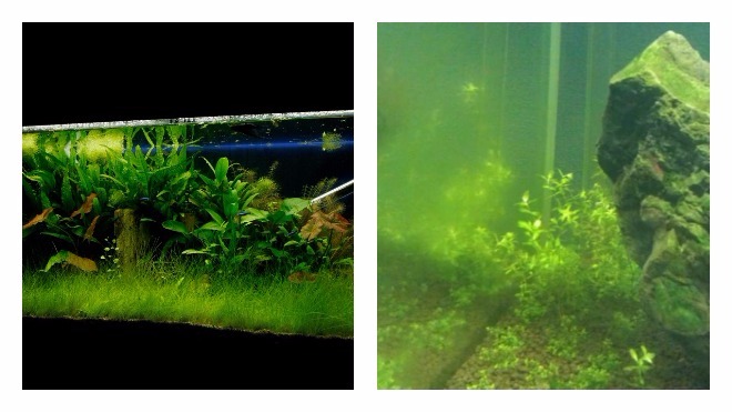 удаление водорослей в аквариуме 