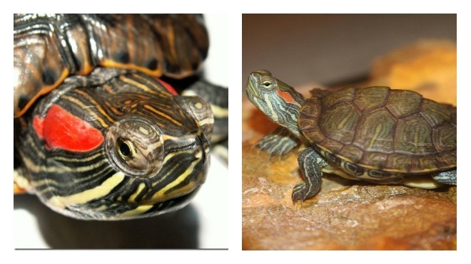размножение красноухой черепахи 