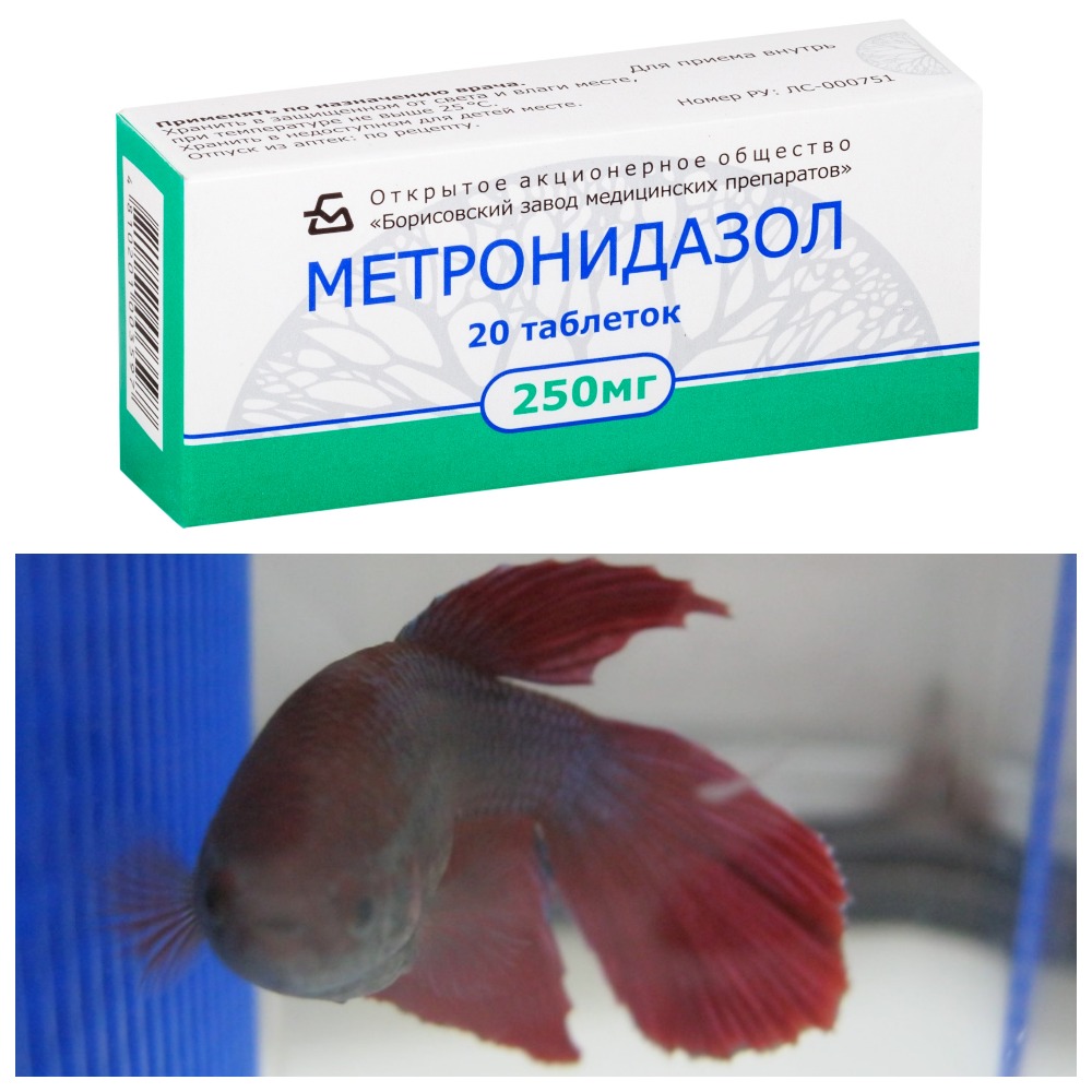 Правила лечения рыб метронидазолом