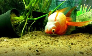 Почему умирают рыбки в аквариуме