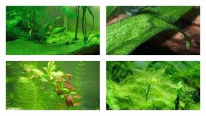 водоросли в аквариуме