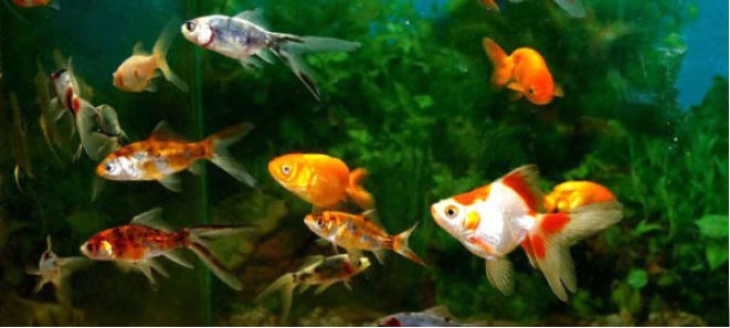 Разведение аквариумных рыбок в домашних условиях для начинающих