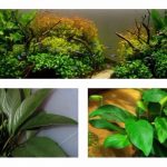 Анубиас нана аквариумное растение: содержание и разведение