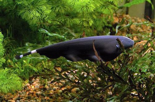 Чёрный рыба-нож